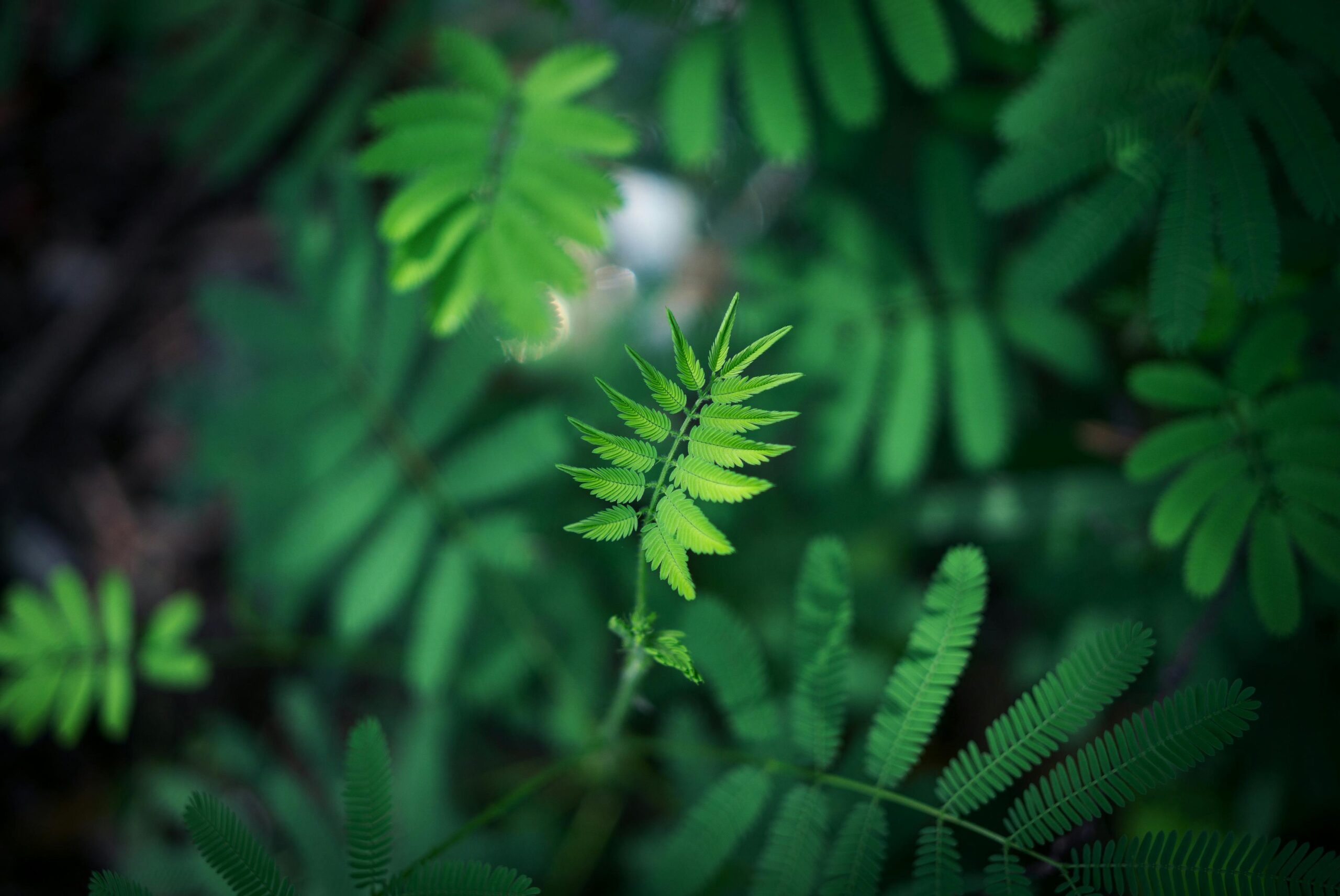 colorful pennant string decoration in green tree foliage on blue sky